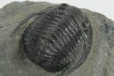 Detailed Cornuproetus Trilobite Fossil - Morocco #222467-4